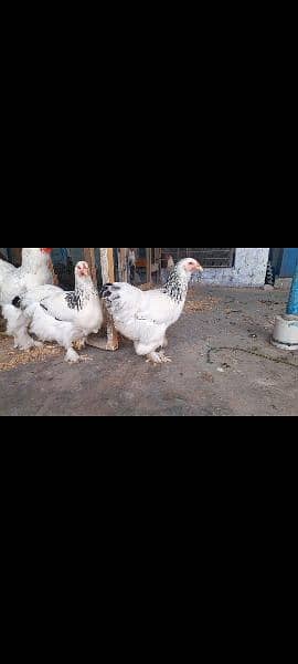 Different breeds Eggs and Chicks 0316 2606360 omer contact me on Whats 14