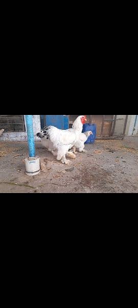 Different breeds Eggs and Chicks 0316 2606360 omer contact me on Whats 15