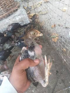 Aseel Chicks for Sale
