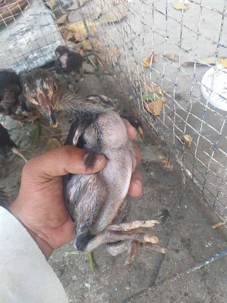 Aseel Chicks for Sale 1