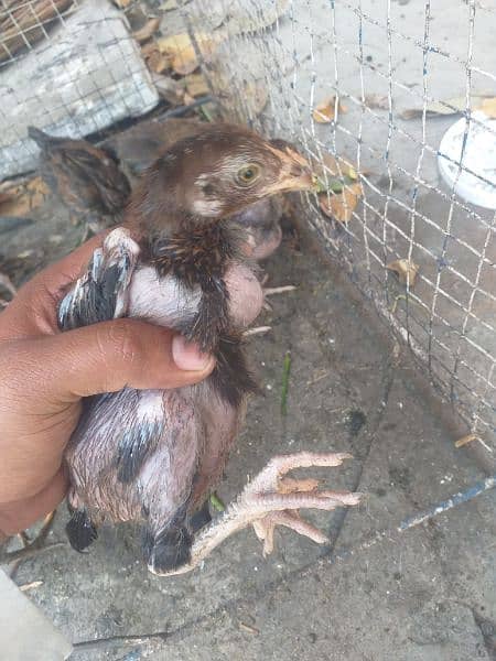 Aseel Chicks for Sale 3