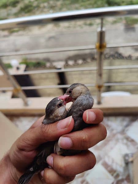 white java gray java opal java chicks pathy for sale 3