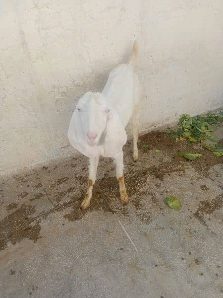 Rajanpuri Goats 0
