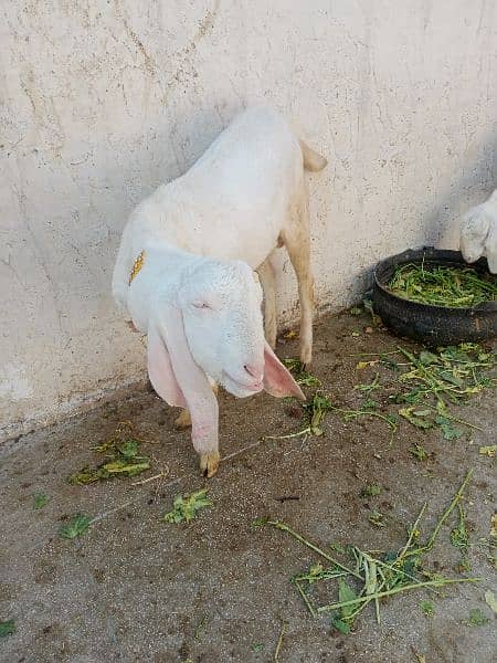 Rajanpuri Goats 1