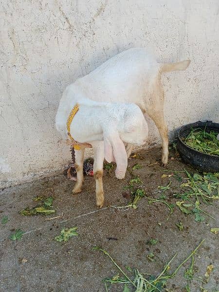 Rajanpuri Goats 2