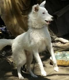 white Belgium Shepherd security mail for sale
