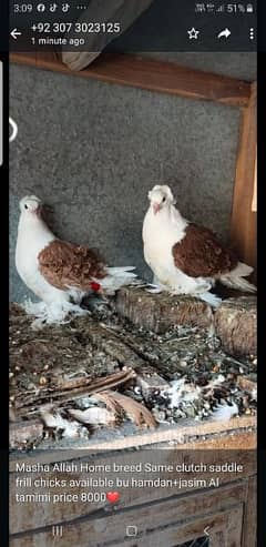 Red and Yellow saddle Frill same clutch chicks
