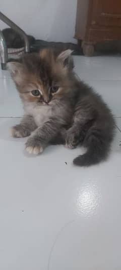siberin kitten