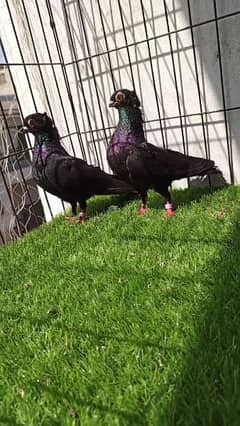 black tafted breeder pair