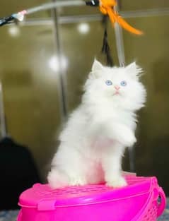 03284714853only whatsap Persian kitten pair urgent sale