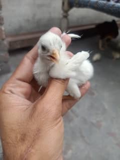 Aseel Chicks High Quality for sale 0