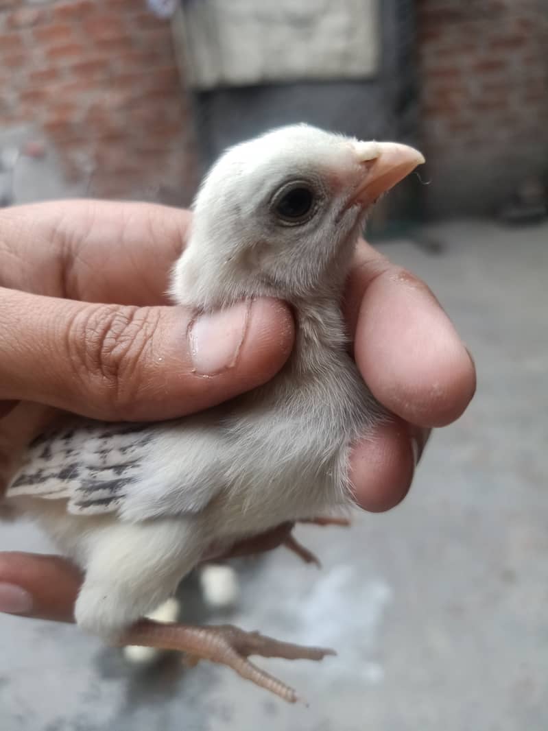 Aseel Chicks High Quality for sale 1