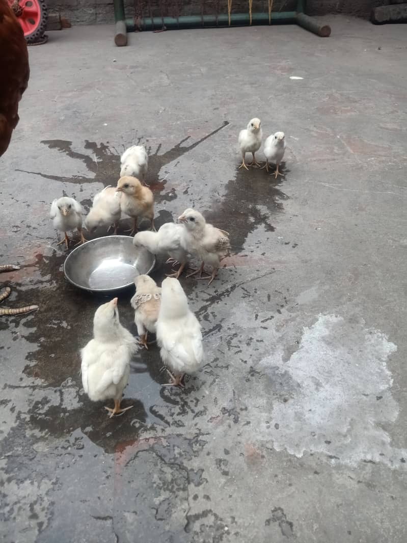 Aseel Chicks High Quality for sale 2