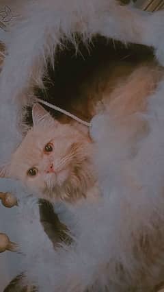 Persian cat original punch face  for sale whatsup 03084970434 0