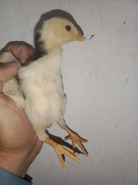 pure Shamo chicks available 5