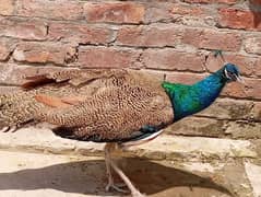 Peacock/Peacock for Sale/Moor/Peacock Blue/Indian Blue Breed