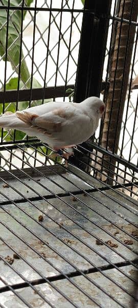 Red pied wash quality bonded pair 3