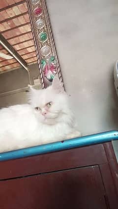 persian two female cat for sale whatsapp nmbr  03084970434