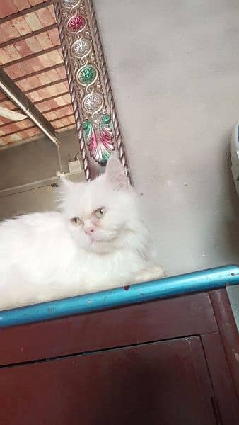 persian two female cat for sale whatsapp nmbr  03084970434 0