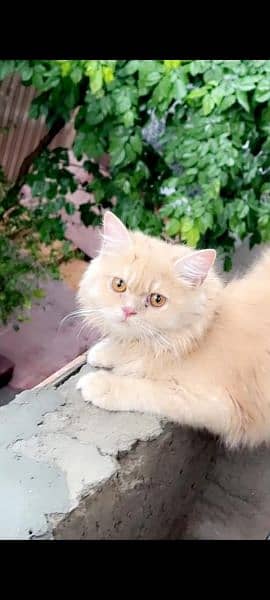 persian two female cat for sale whatsapp nmbr  03084970434 1