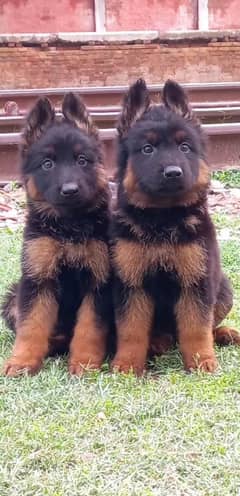 German Shepherd Puppies | German Shepherd Pair For sale 0
