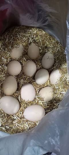 fresh Fertile Aseel Egg