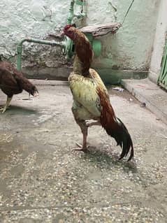 Aseel Pair for sale