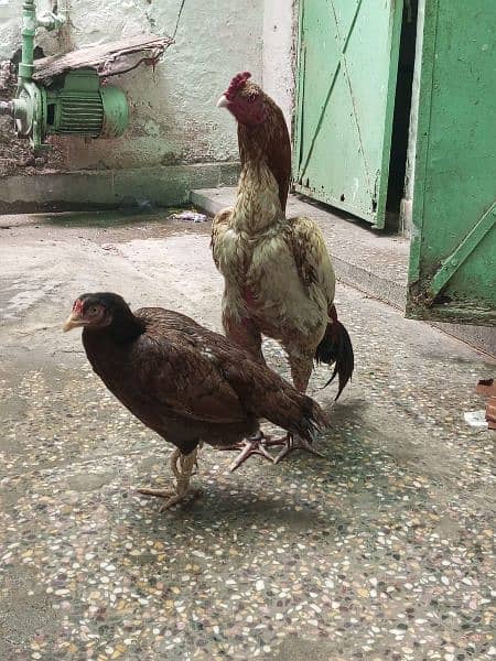 Aseel Pair for sale 3