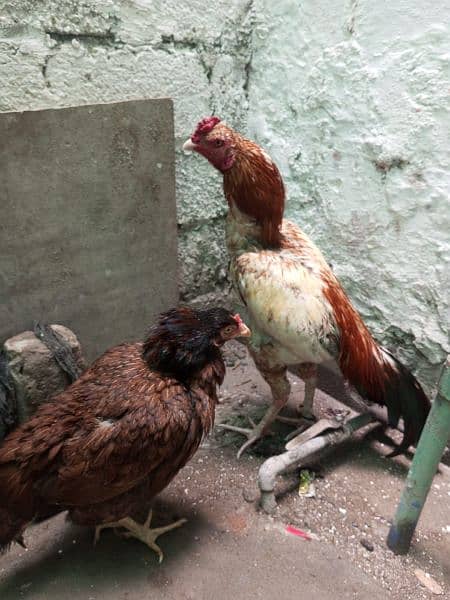 Aseel Pair for sale 9