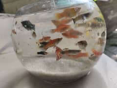 platy and guppies for sale