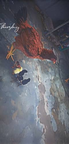 Aseel hen with 5 chicks age 4 days 0