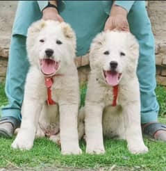 Afghan Kochi Pair | Afghan Kochi Puppies For Sale