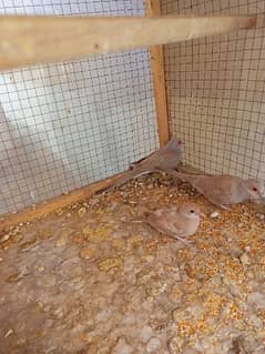 Red dove breeder pair with Chick