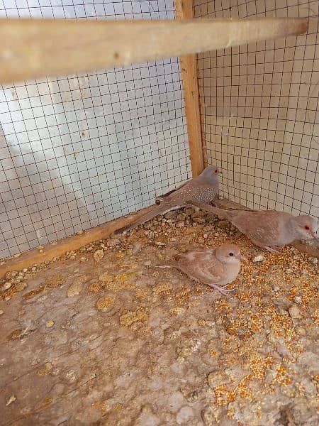 Red dove breeder pair with Chick 0