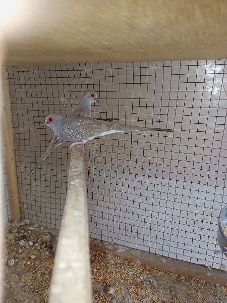 Red dove breeder pair with Chick 1