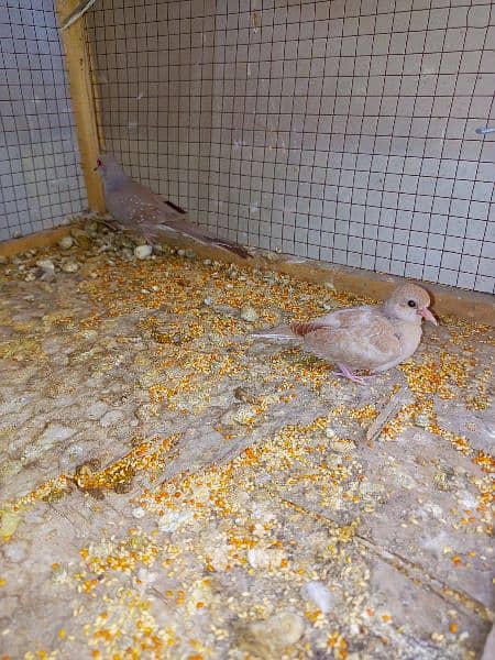 Red dove breeder pair with Chick 2