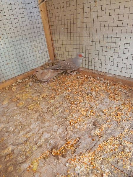 Red dove breeder pair with Chick 3