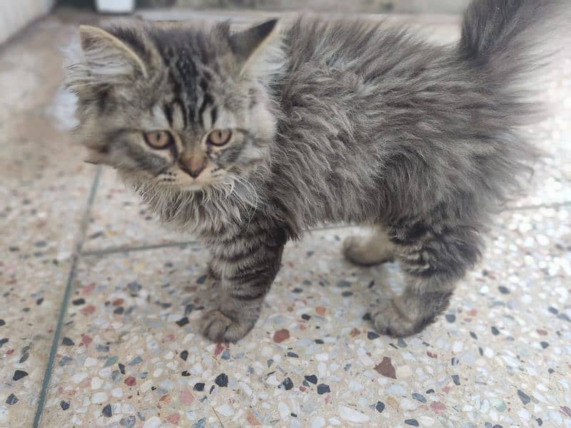 adult cat female good for breed and on heat double coated 11