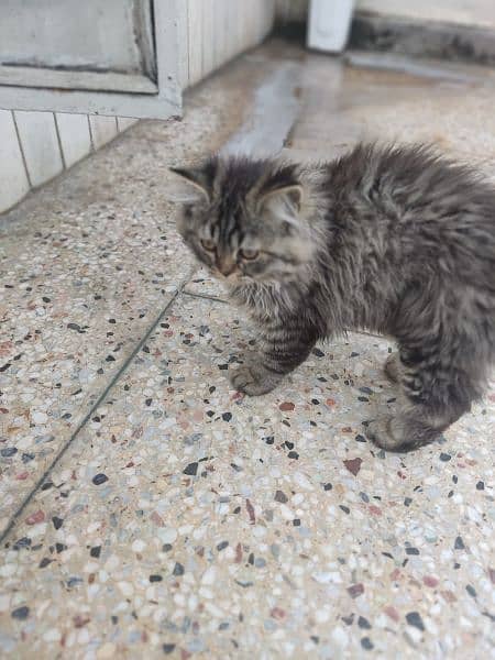 adult cat female good for breed and on heat double coated 12
