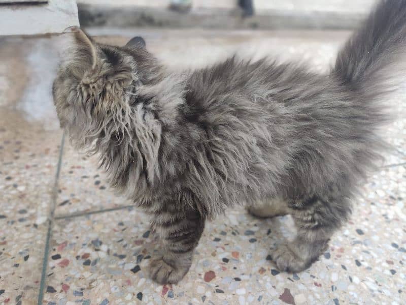 adult cat female good for breed and on heat double coated 13