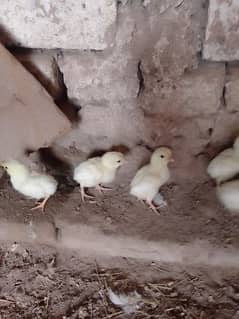 Heera chicks