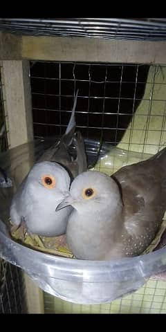 breeder pair red dove