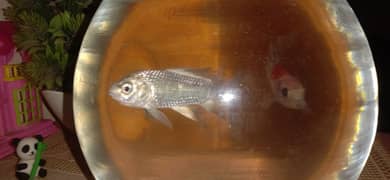Diamond quin fish
