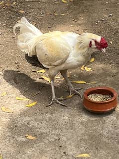 Kandhari Heera & Chicks for sale