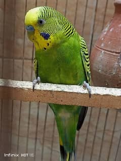 Australia parrots