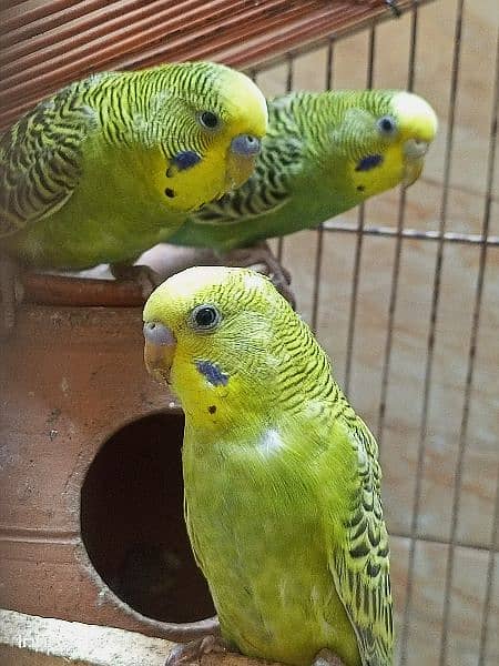 Australia parrots 1