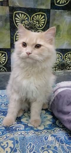 8 month old persian double coted fully trained  cat condition 10/10 0