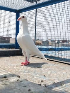 white hummar pigeon