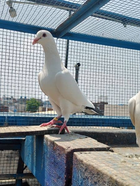 white hummar pigeon 4