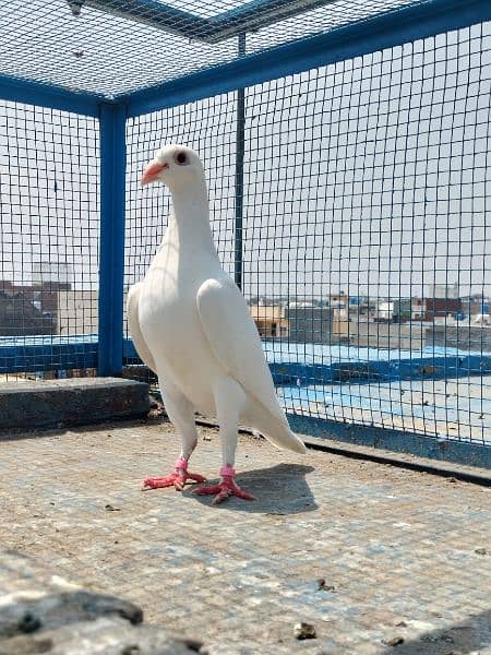 white hummar pigeon 6